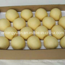 Export Standard Chinese New Crop Crown Pear